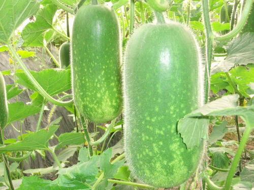 吃瓜天堂今日吃瓜热门大瓜视频,吃瓜天堂大瓜视频盘点,揭秘娱乐圈最新热点 第1张 吃瓜天堂今日吃瓜热门大瓜视频,吃瓜天堂大瓜视频盘点,揭秘娱乐圈最新热点 第1张